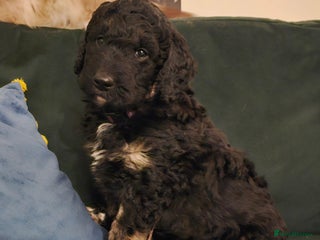 Bernedoodle dogs Final 2 available for reservation ❤️ - Advert 14