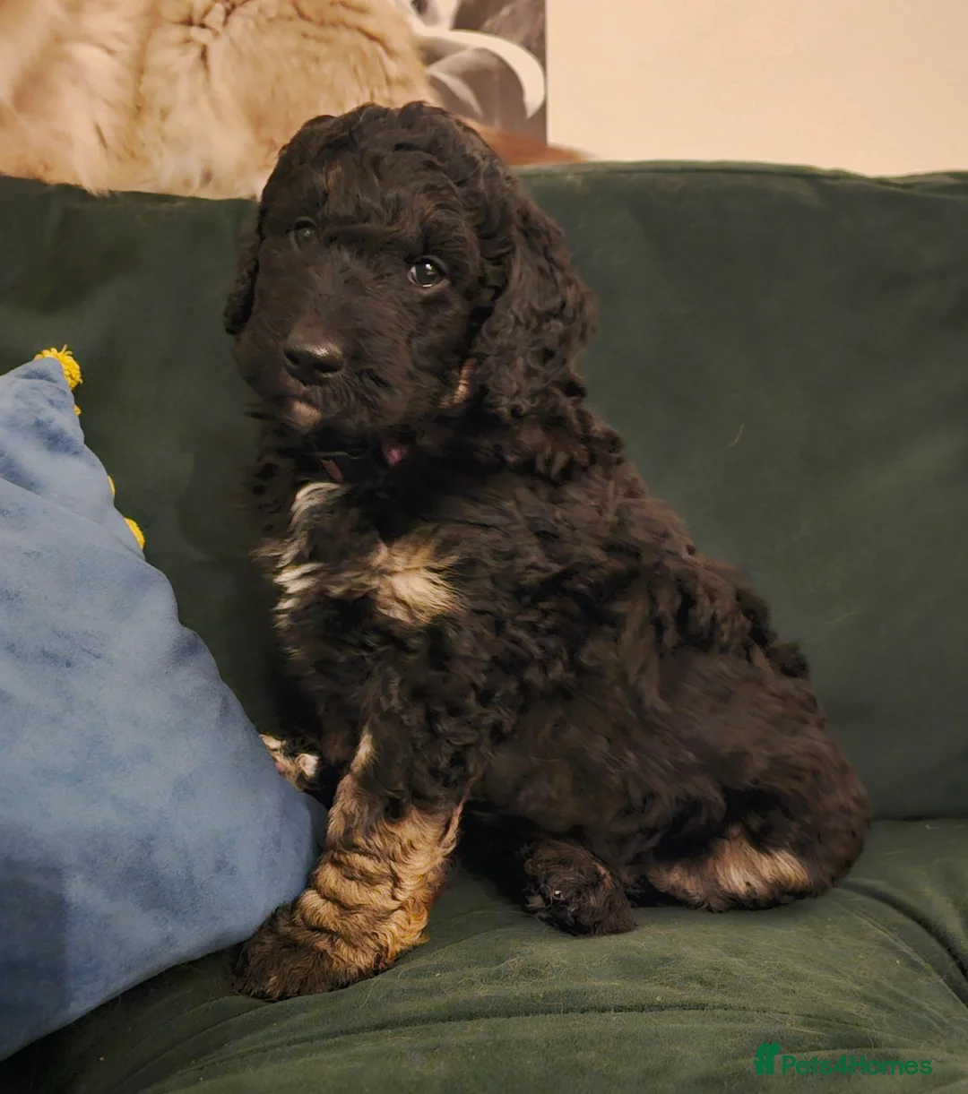 Bernedoodle dogs for sale: Sold 💙 - Advert 23