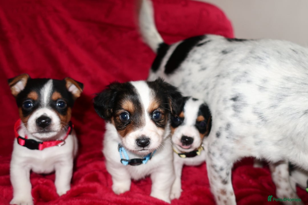 Jack Russell dogs for sale: Five beautiful Jack Russell's - Advert 13