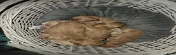 Cockapoo dogs for sale: A beautiful litter of 6 cockerpoo puppies for sale - Advert 9