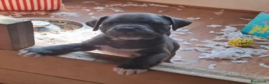 Mixed Breed 3 Z