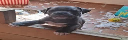 Mixed Breed dogs for sale: Victorian Bulldog × Staffy Puppies 4 Loving Homes - Advert 3