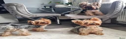 Yorkshire Terrier dogs for sale: Miniature Pedigree Yorkshire terriers girl  - Advert 7