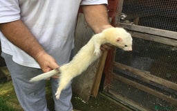 Ferret rodents for sale: Silver Males Brothers  - Image 8