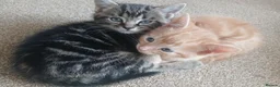 Mixed Breed cats for sale: Mixed breed boys available in Colchester - Advert 4