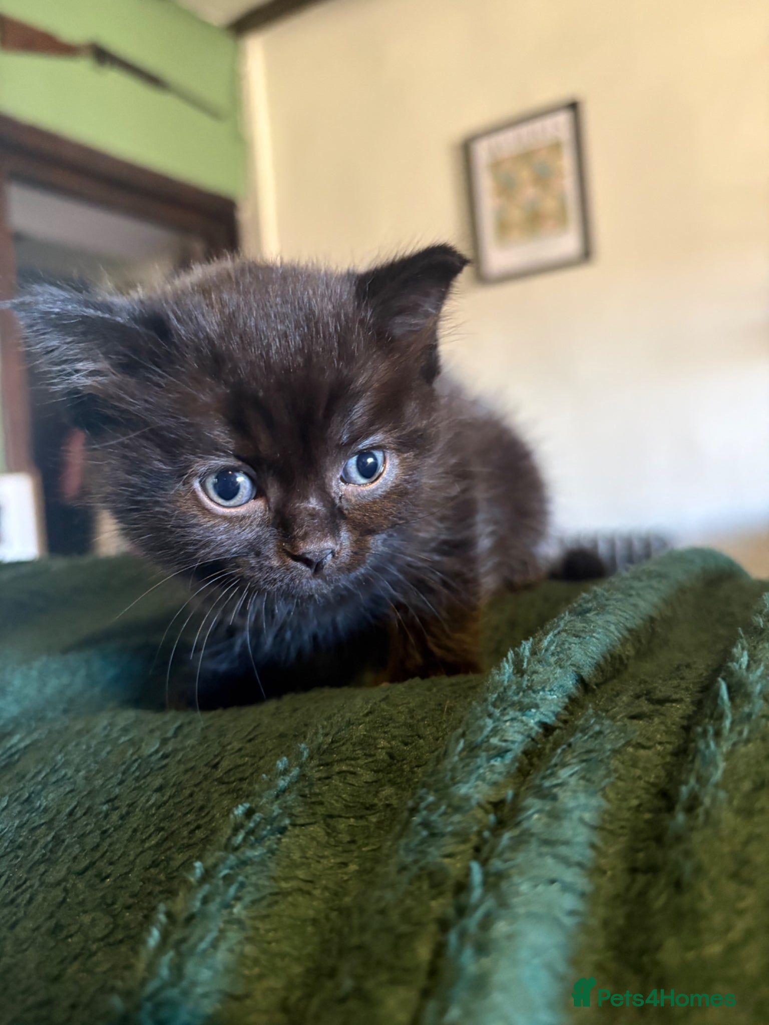 Ragdoll cats Half Ragdoll Kittens looking for new homes  - Advert 10