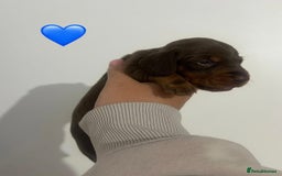 Miniature Dachshund dogs for sale: Miniature dachshund puppy’s  - Image 9