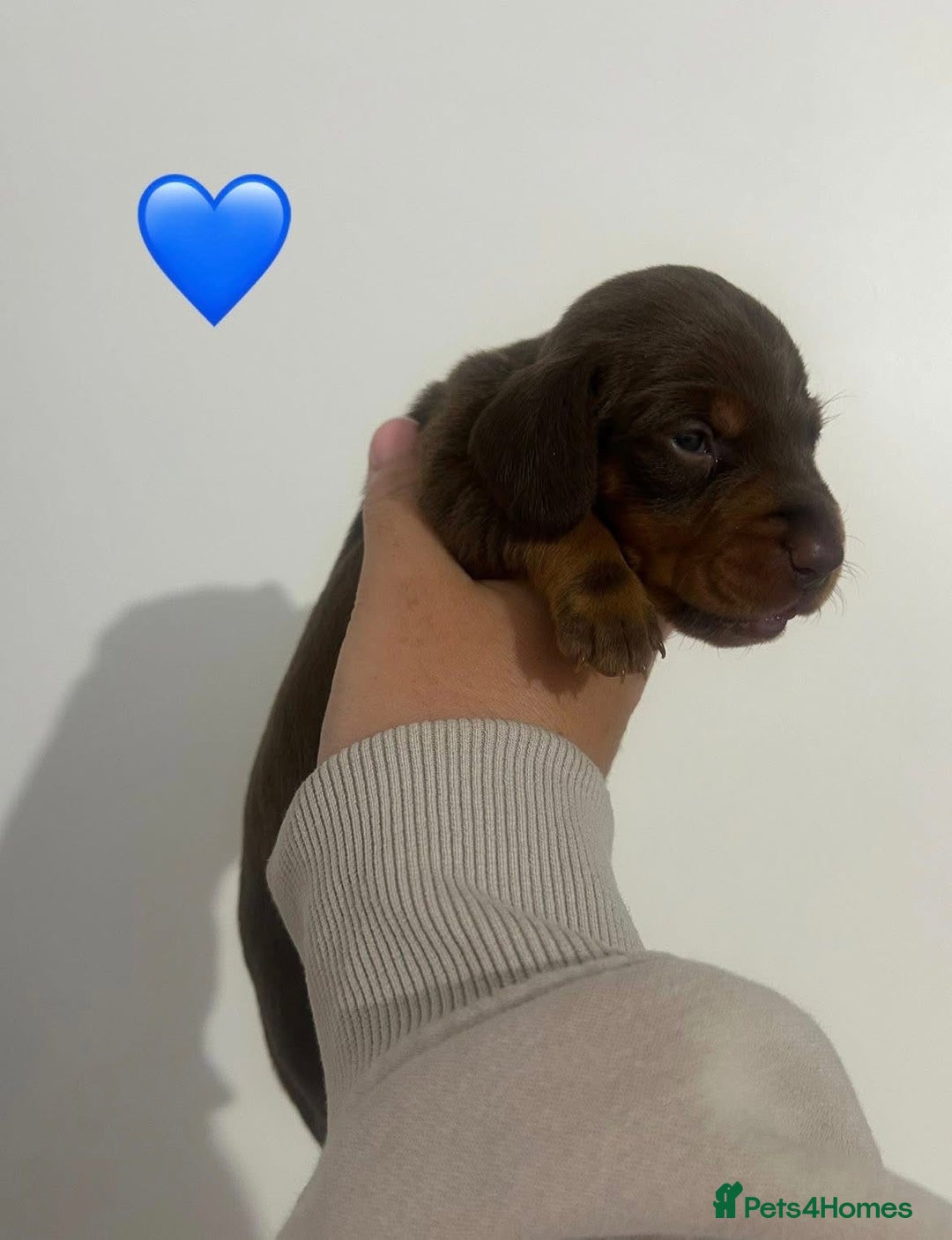 Miniature Dachshund dogs for sale: Miniature dachshund puppy’s  - Image 9