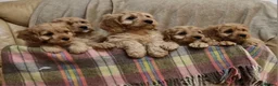 Cavapoo dogs for sale: Cavapoo Bundles of Joy 🥰 - Advert 19