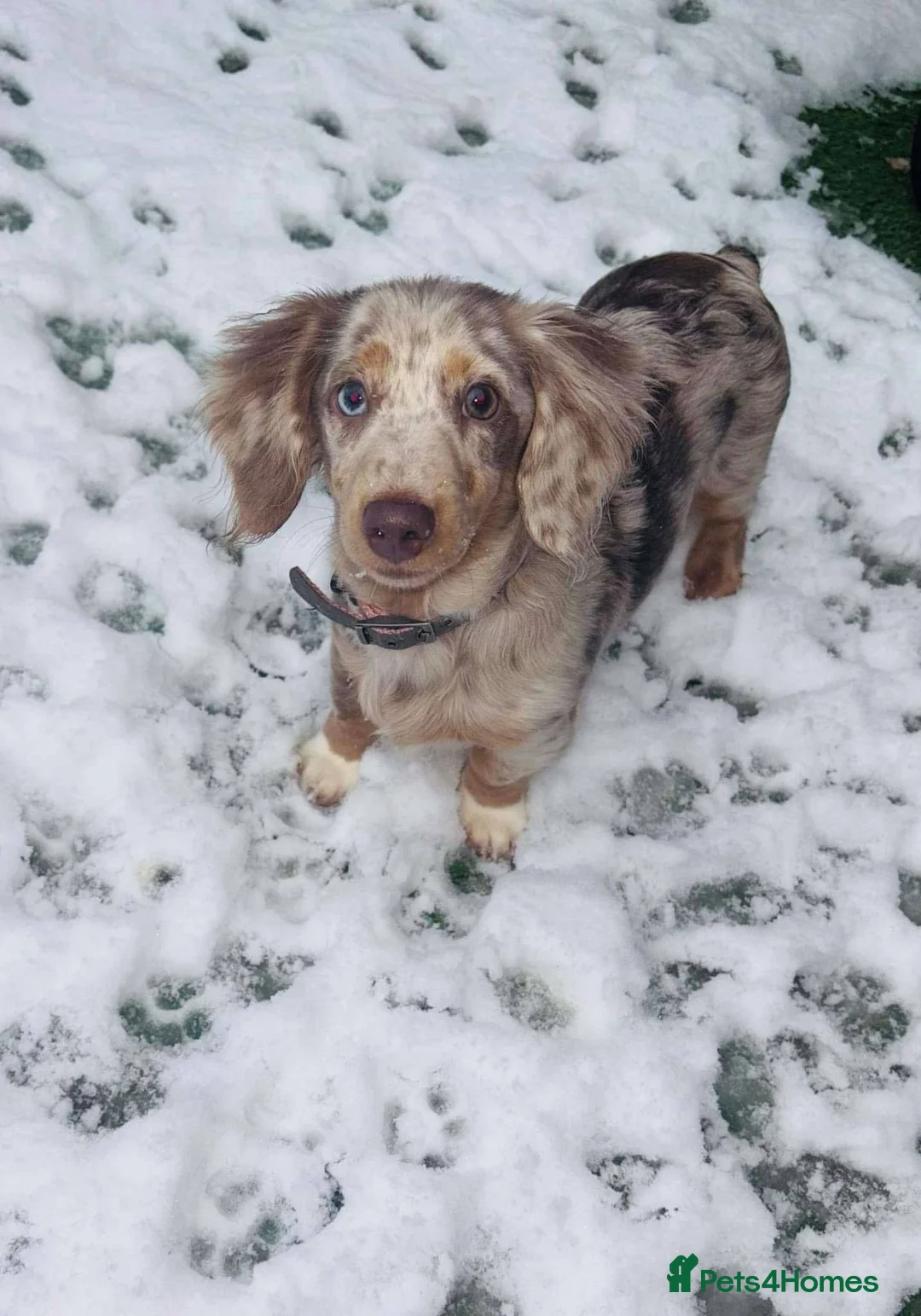 Dachshund dogs for sale: 2 female miniature dachshunds for sale  in Ludlow - Advert 1