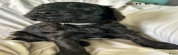 Newfypoo dogs for sale: 8 Beautiful F1 Newfypoo Puppies  - Advert 6