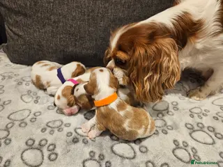Cavalier King Charles Spaniel dogs * KC reg Cavalier King Charles Spaniel * - Advert 1