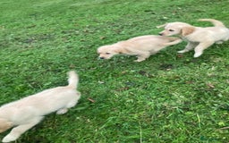Golden Retriever dogs for sale: Golden Retriever puppies  - Image 8
