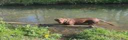 Labrador Retriever dogs for sale: Chocolate Labrador  - Advert 10