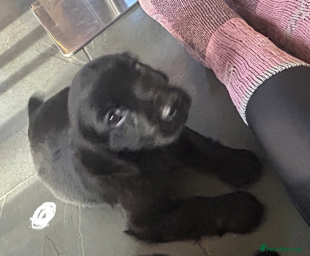 Cocker Spaniel dogs for sale: KC Registered Black Cocker Spaniels - Advert 18