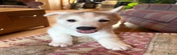 Siberian Husky dogs for sale: Exceptional Siberian Husky x Gsd Puppy - Advert 11