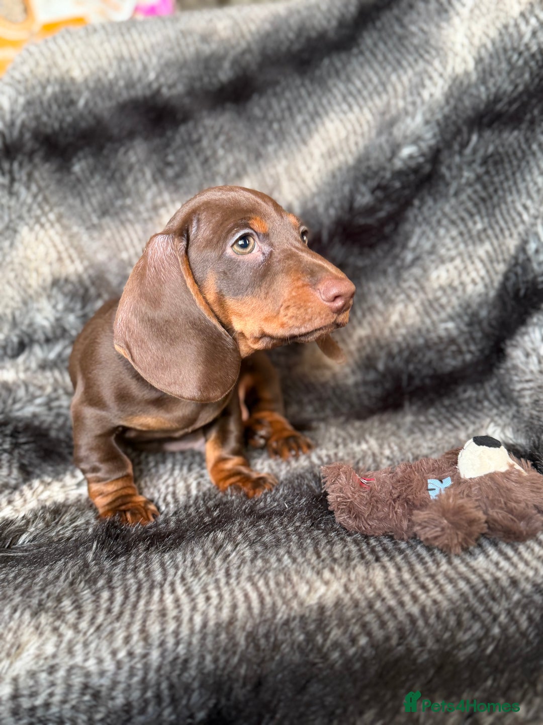 Miniature Dachshund dogs for sale: KC Registered Miniature Shorthaired Dachshund - Advert 23