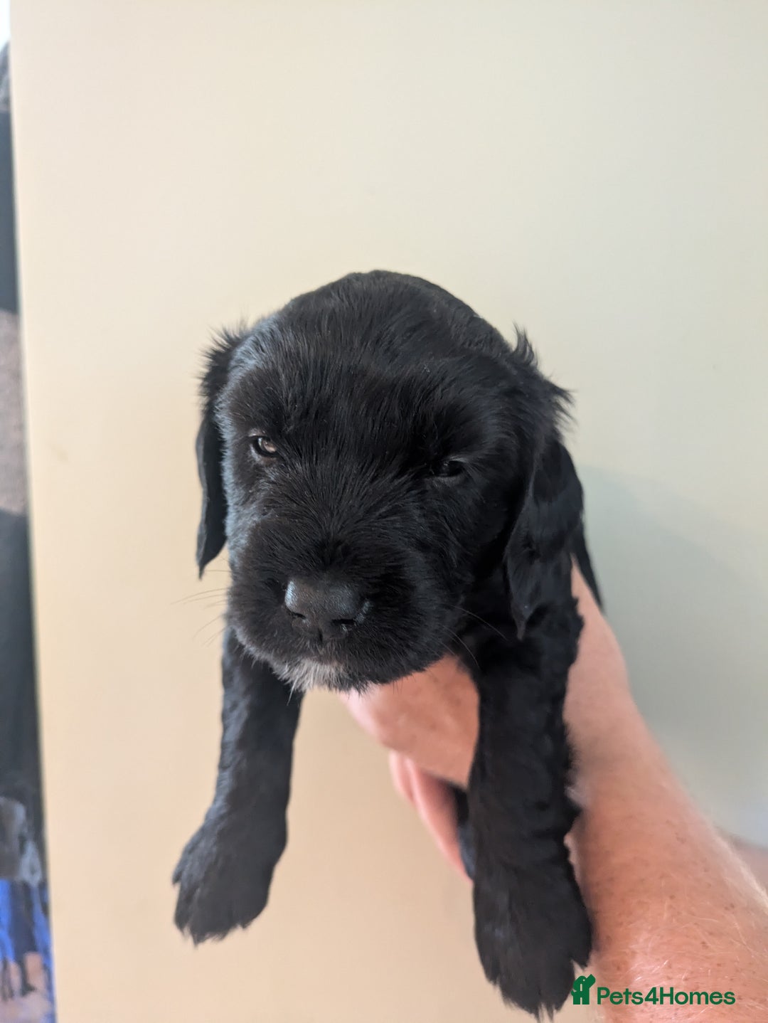 Springador dogs for sale: Springador puppies  - Image 13