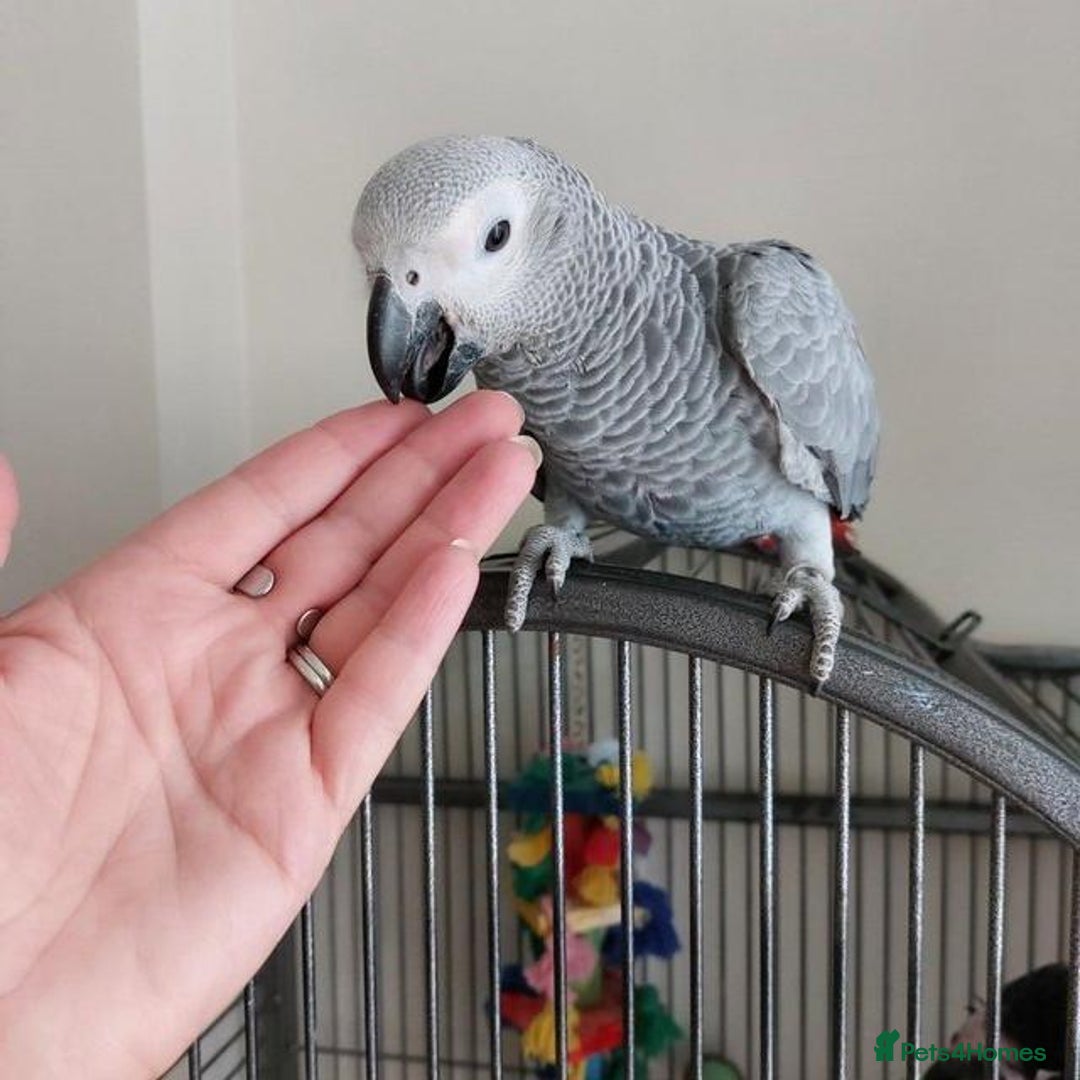 Parrots birds for sale: Hand Reared African Grey Baby  - Image 3