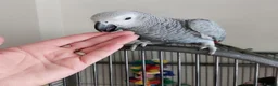 Parrots birds for sale: Beautiful  African Grey Parrots - Advert 3