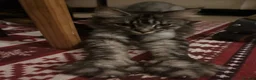 Maine Coon cats for sale: Dolly the super duper friendly maine coon! in Ruislip - Advert 3