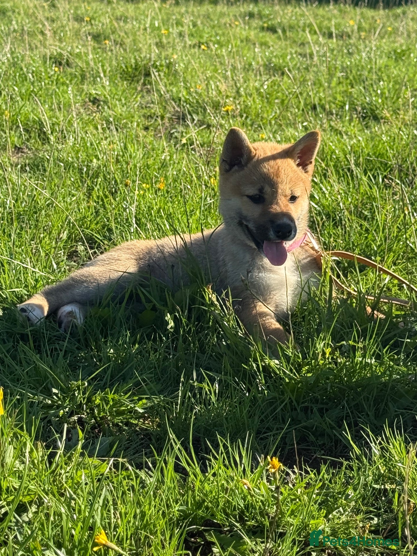 Japanese Shiba Inu dogs beautiful Shiba girl ❤️🐾 - Advert 4