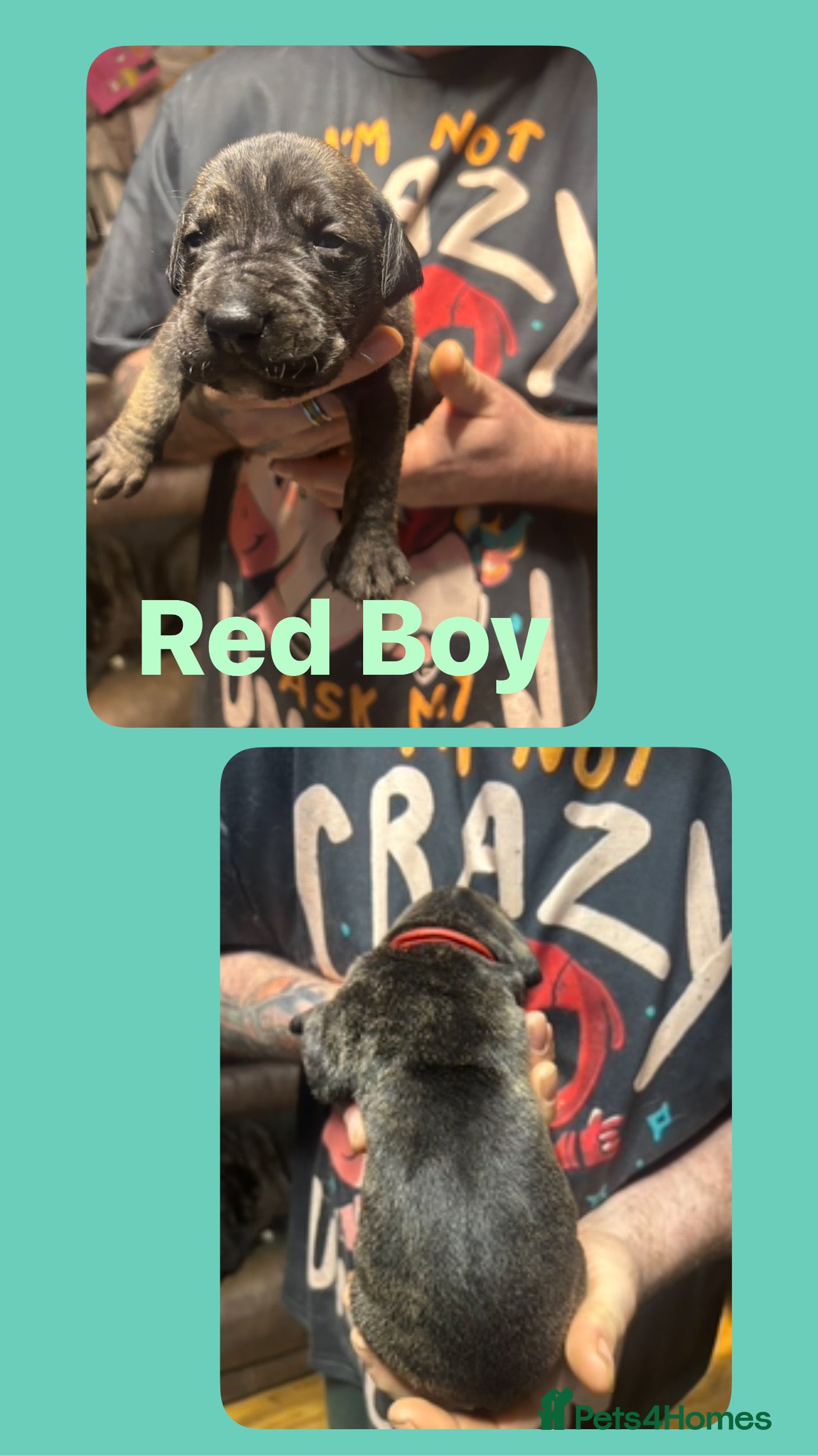 Mixed Breed dogs Daniff puppies. Great Dane x Mastiff - Advert 3