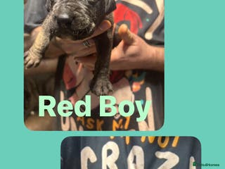 Mixed Breed dogs Daniff puppies. Great Dane x Mastiff - Advert 4