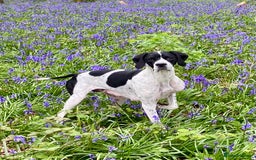 Pointer dogs for sale: KC reg Pointer Puppies - Image 4