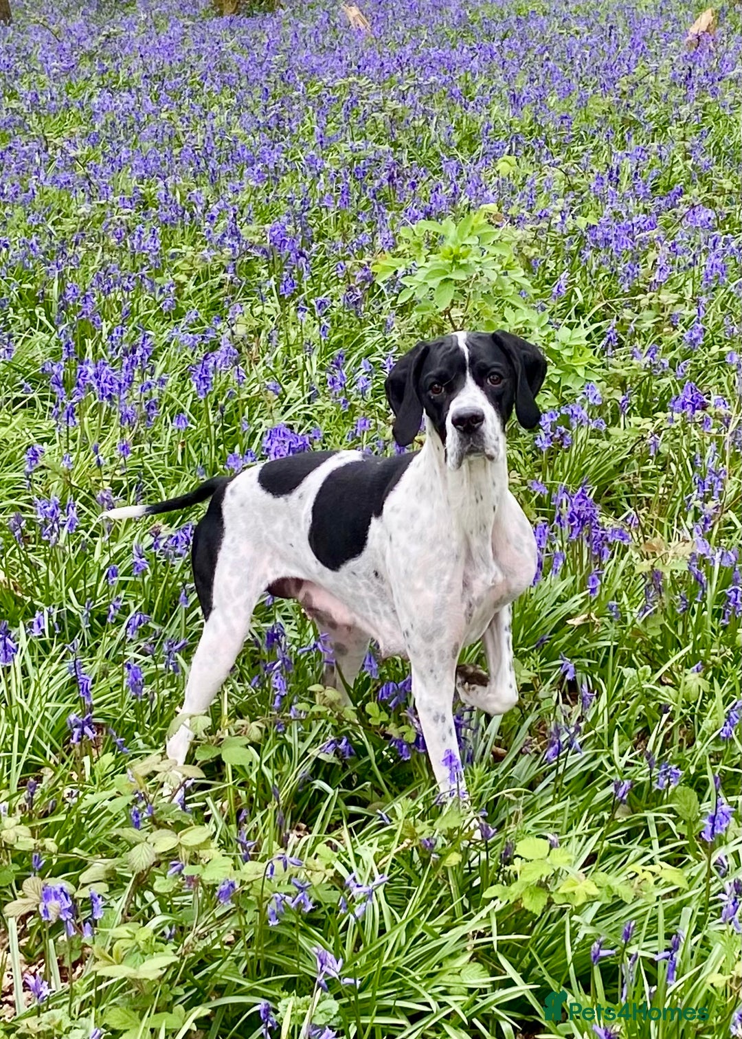 Pointer dogs for sale: KC reg Pointer Puppies - Image 4