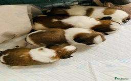 Shih Tzu dogs for stud: Handsome experienced KC registered stud dog in Cullompton - Image 6