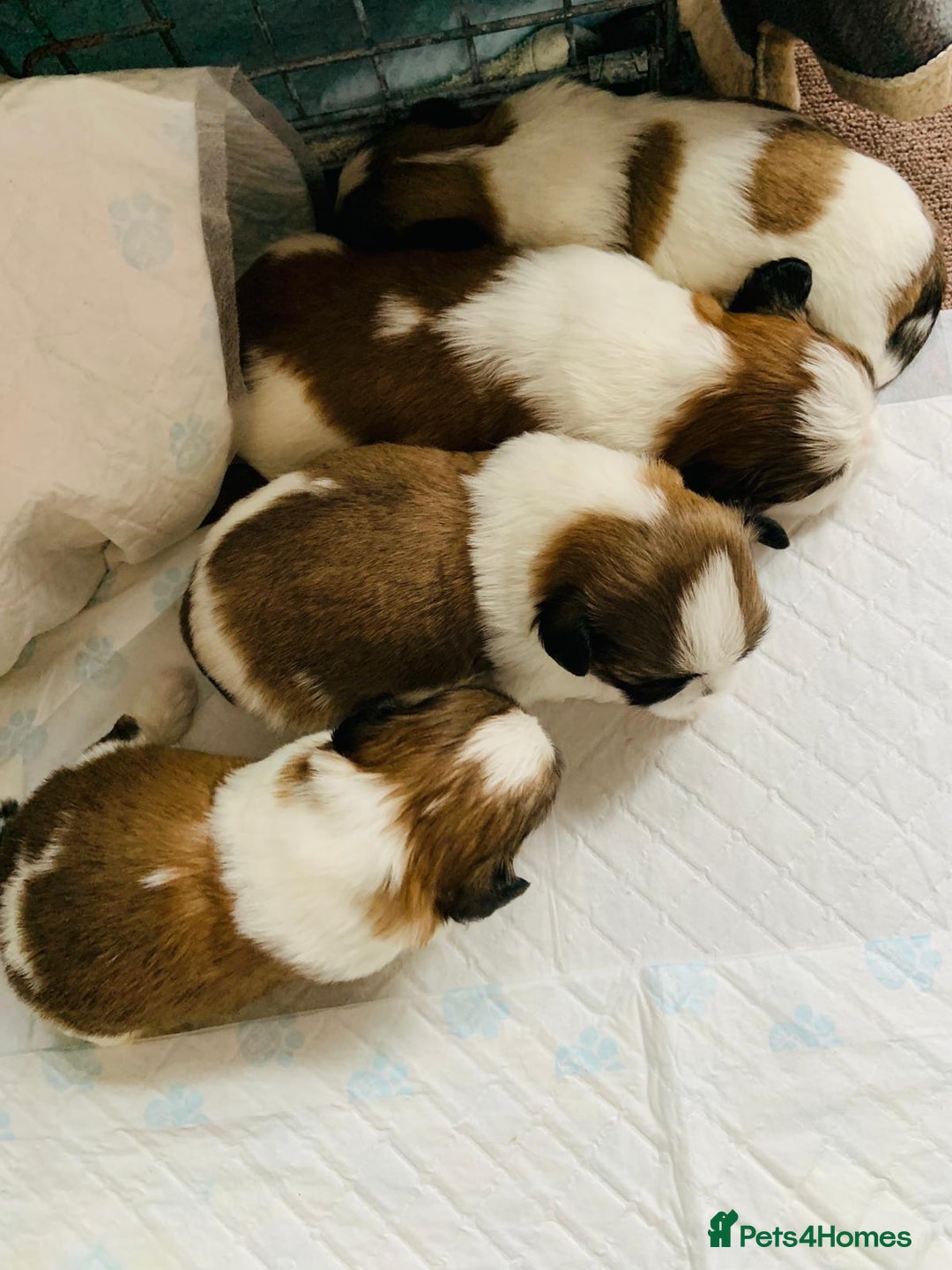 Shih Tzu dogs for stud: Handsome experienced KC registered stud dog in Cullompton - Image 6