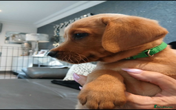 Labrador Retriever dogs for sale: KC Reg Fox Red Labrador pups.Council licensed. - Image 6