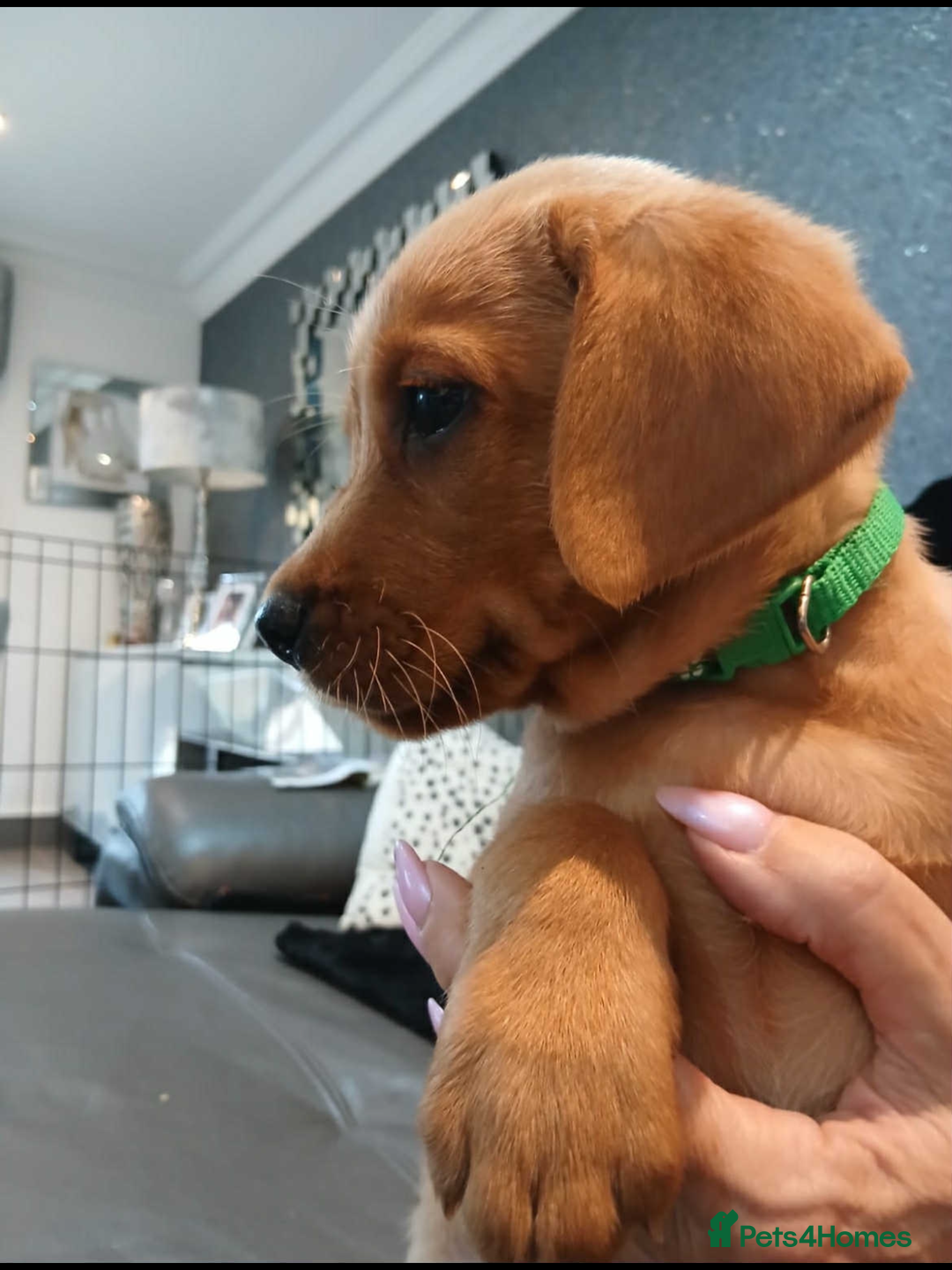 Labrador Retriever dogs for sale: KC Reg Fox Red Labrador pups.Council licensed. - Image 6