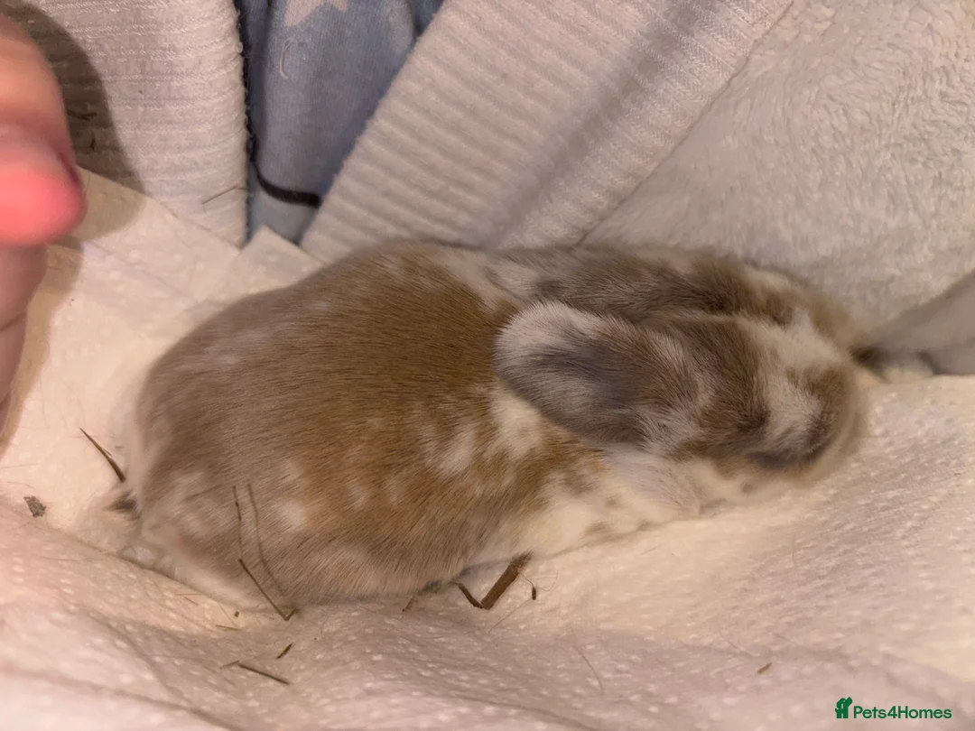 Mini Lop rabbits for sale: Pure Breed Mini Lop Butterfly new born bunnies  - Advert 8