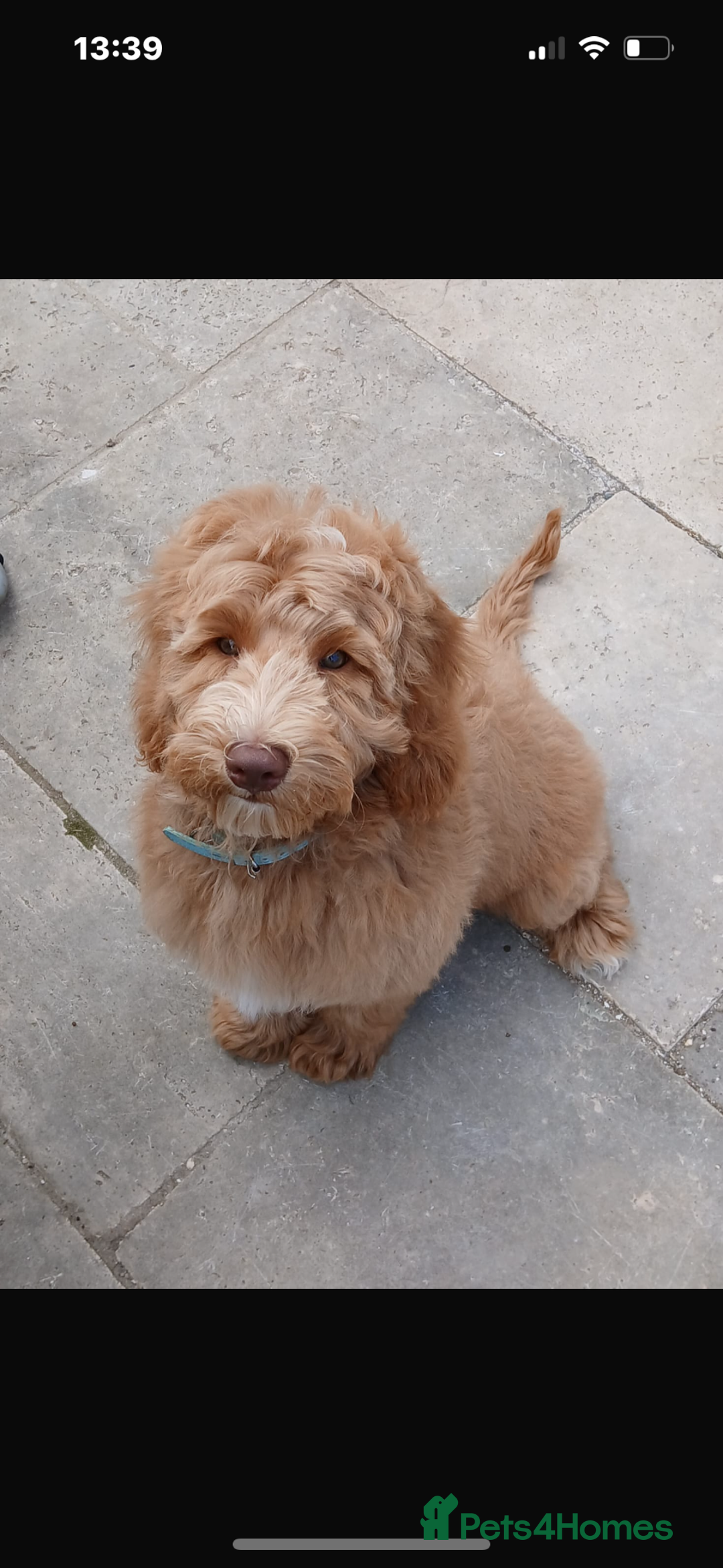 Labradoodle dogs for stud: 💯 Australian Cobberdog fully health tested - Advert 11