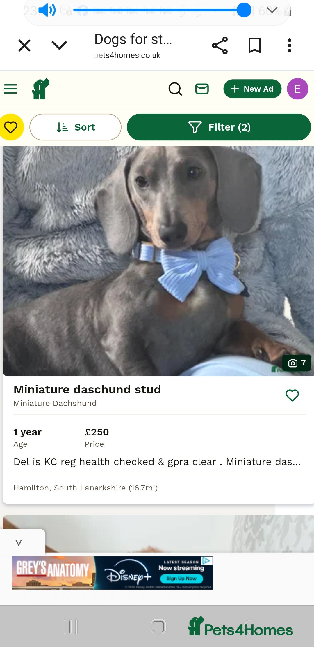 Dachshund dogs for sale: Miniature Dachshund puppies  - Advert 9