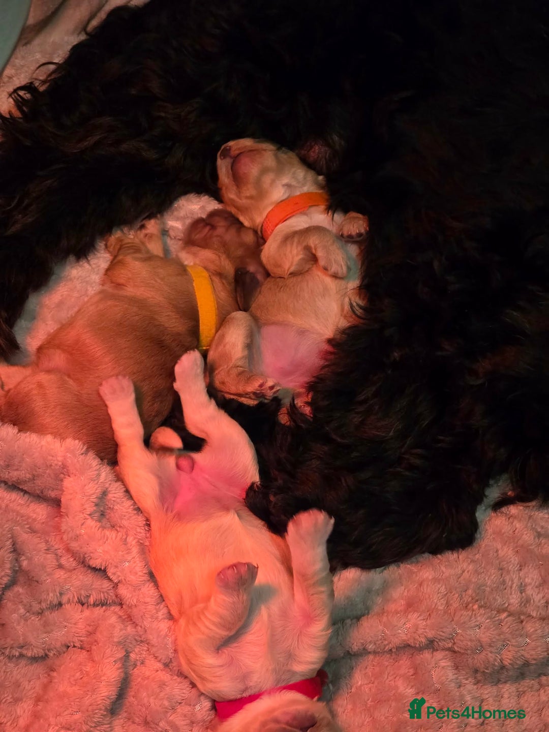 Cockapoo dogs for sale: Cockapoo - Advert 4