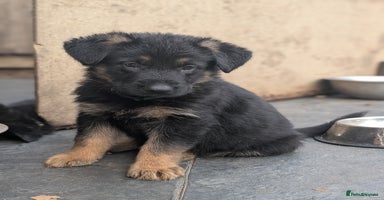 German Shepherd dogs - Advert 11