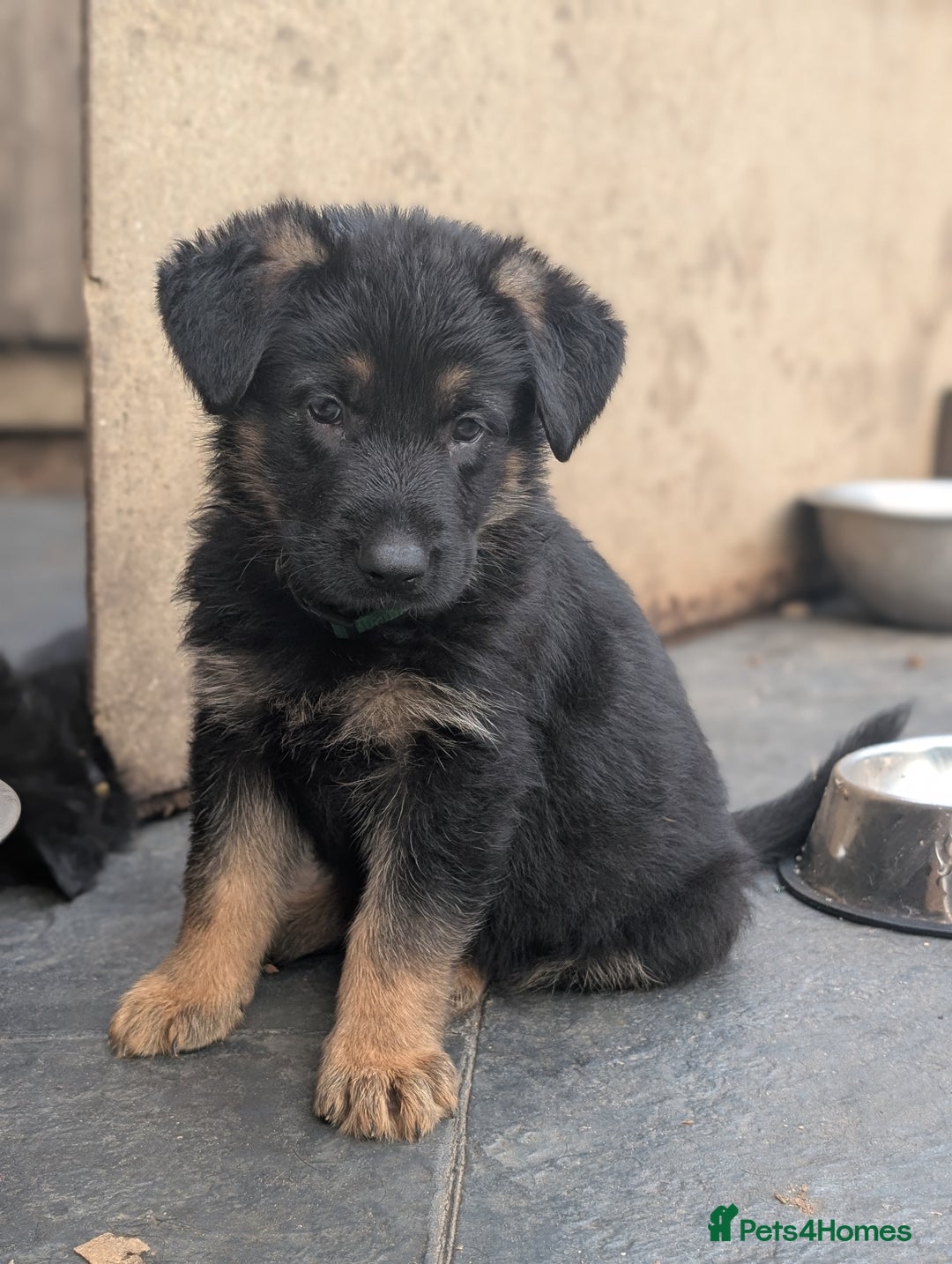 German Shepherd dogs for sale: Gorgeous German Shepherd Puppies - Image 4