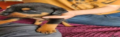 Rottweiler Puppy 7