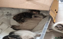 Domestic Shorthair cats for sale: 4 beautiful mix kittens (tabby and colour point) - Image 7
