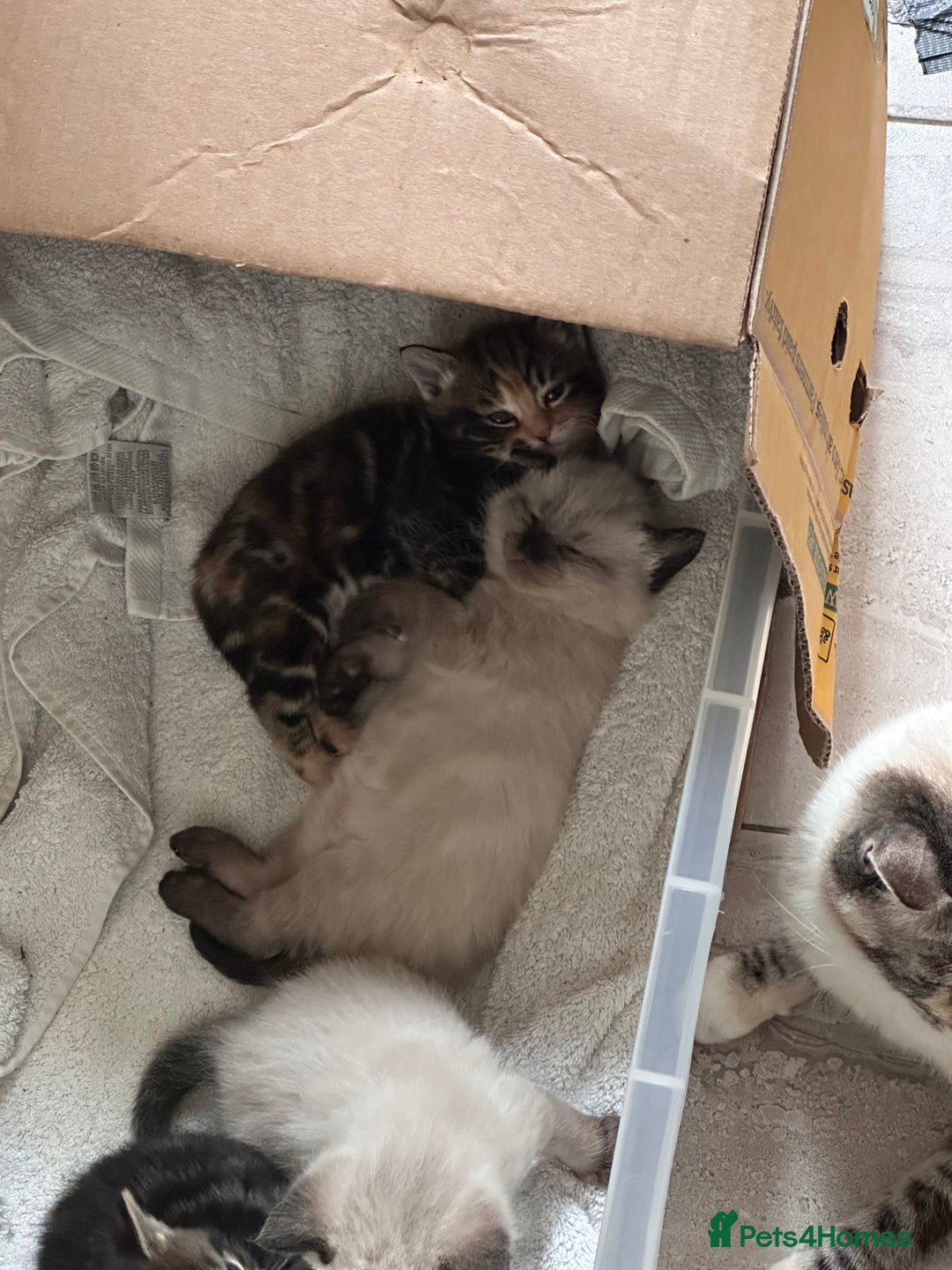 Domestic Shorthair cats for sale: 4 beautiful mix kittens (tabby and colour point) - Image 7