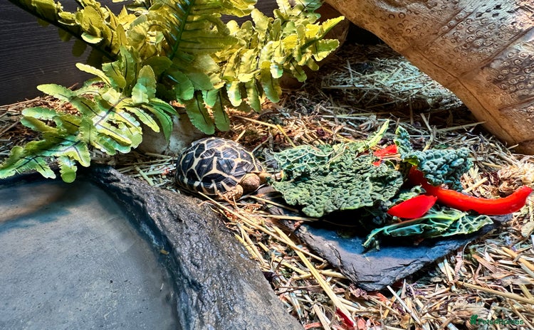 Tortoise reptiles - Advert 2