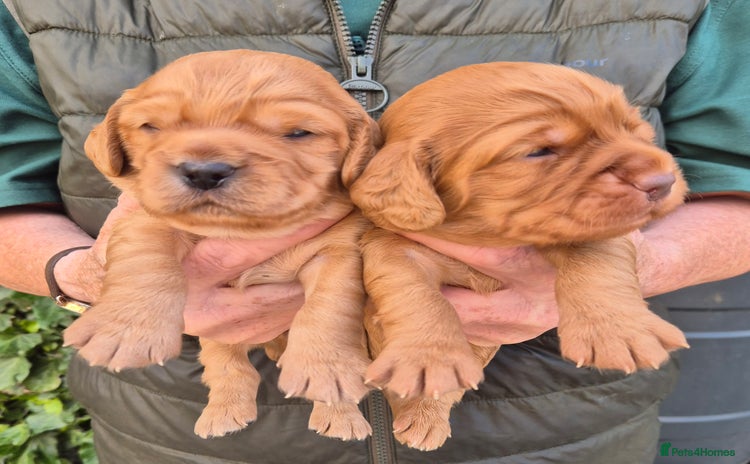 Cocker Spaniel dogs - Advert 12