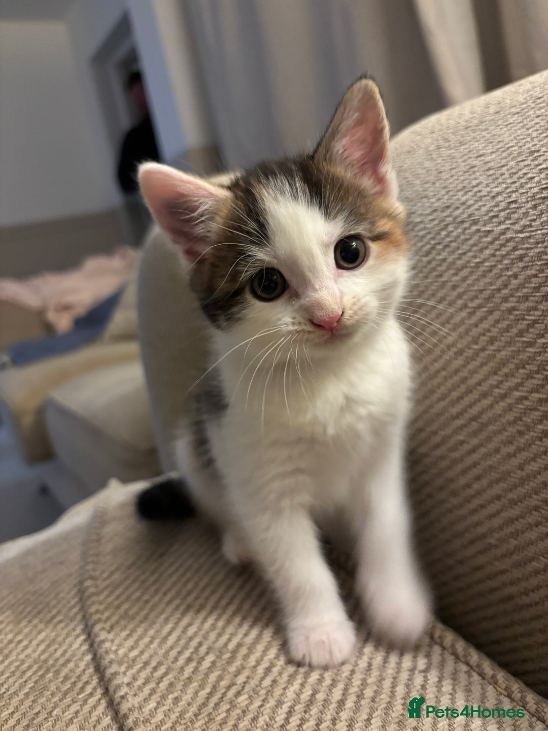 Domestic Shorthair cats for sale: Kittens for sale - Image 4