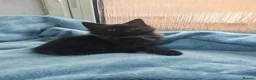 Mixed Breed cats for sale: Beautiful FLUFFY kittens VIDEOS - Advert 20