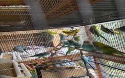 Budgerigars birds for sale: Budgies, mixed colours and sexes  - Image 3
