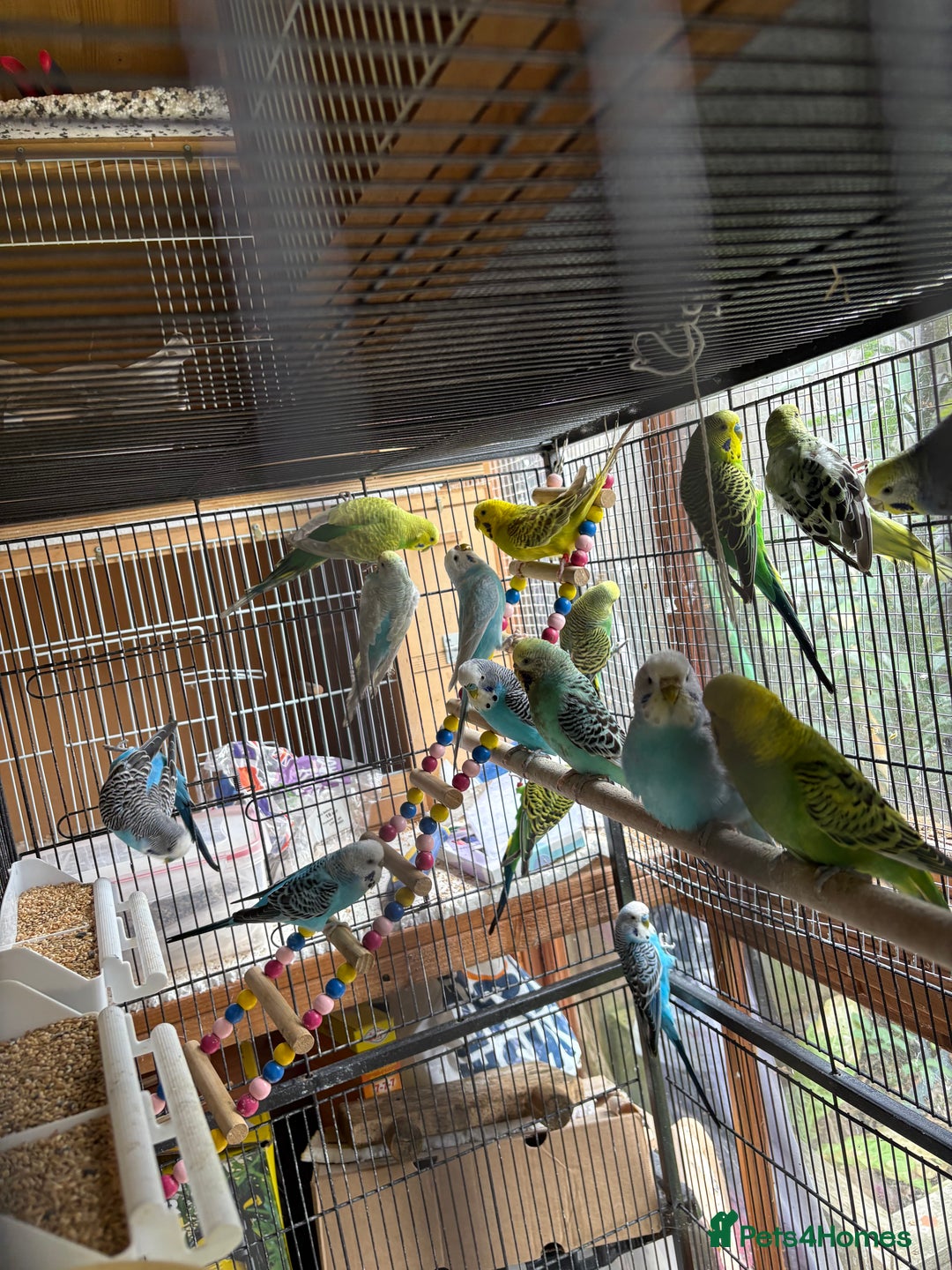 Budgerigars birds for sale: Budgies, mixed colours and sexes  - Image 3