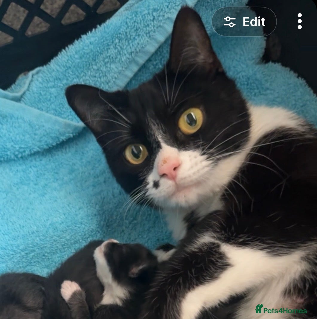 Domestic Shorthair cats Kittens  - Advert 2